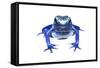 Blue Poison Dart Frog (Dendrobates Tinctorius Azureus) Portrait, Captive-Jp Lawrence-Framed Stretched Canvas