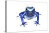 Blue Poison Dart Frog (Dendrobates Tinctorius Azureus) Portrait, Captive-Jp Lawrence-Stretched Canvas