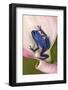 Blue poison dart frog, or Blue azureus-Adam Jones-Framed Photographic Print