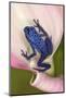 Blue poison dart frog, or Blue azureus-Adam Jones-Mounted Photographic Print