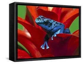 Blue Poison Dart Frog, Surinam-Adam Jones-Framed Stretched Canvas