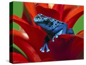 Blue Poison Dart Frog, Surinam-Adam Jones-Stretched Canvas