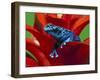 Blue Poison Dart Frog, Surinam-Adam Jones-Framed Premium Photographic Print