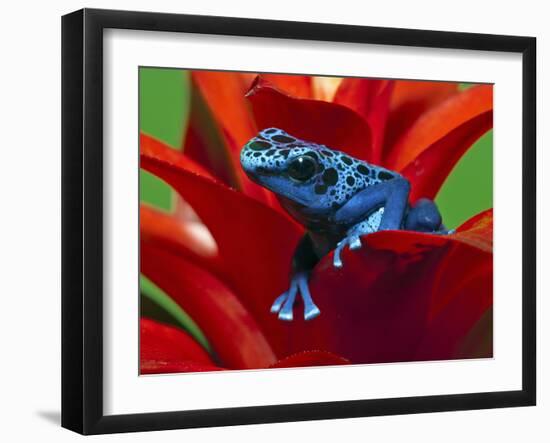 Blue Poison Dart Frog, Surinam-Adam Jones-Framed Premium Photographic Print