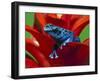 Blue Poison Dart Frog, Surinam-Adam Jones-Framed Premium Photographic Print