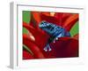 Blue Poison Dart Frog, Surinam-Adam Jones-Framed Premium Photographic Print