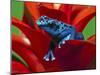Blue Poison Dart Frog, Surinam-Adam Jones-Mounted Premium Photographic Print