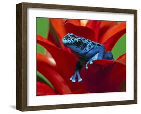 Blue Poison Dart Frog, Surinam-Adam Jones-Framed Photographic Print