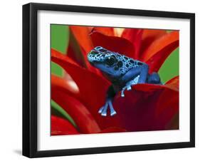 Blue Poison Dart Frog, Surinam-Adam Jones-Framed Photographic Print