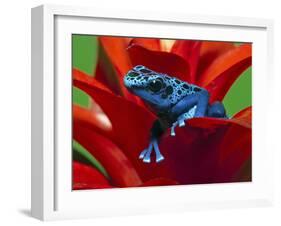 Blue Poison Dart Frog, Surinam-Adam Jones-Framed Photographic Print