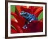 Blue Poison Dart Frog, Surinam-Adam Jones-Framed Photographic Print