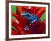 Blue Poison Dart Frog, Surinam-Adam Jones-Framed Photographic Print