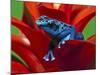 Blue Poison Dart Frog, Surinam-Adam Jones-Mounted Photographic Print