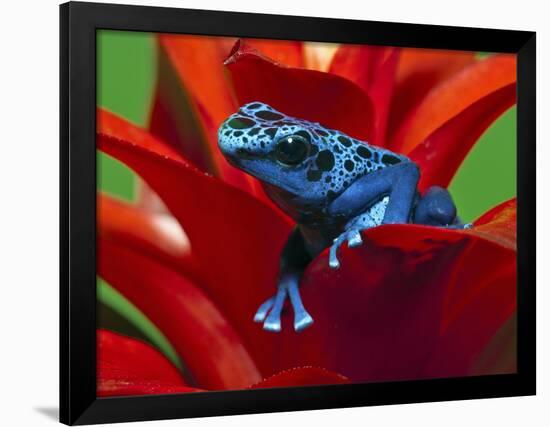 Blue Poison Dart Frog, Surinam-Adam Jones-Framed Photographic Print