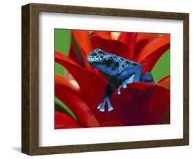 Blue Poison Dart Frog, Surinam-Adam Jones-Framed Photographic Print