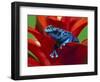 Blue Poison Dart Frog, Surinam-Adam Jones-Framed Photographic Print