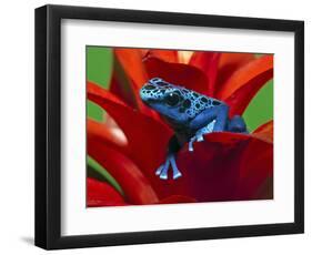 Blue Poison Dart Frog, Surinam-Adam Jones-Framed Photographic Print