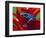 Blue Poison Dart Frog, Surinam-Adam Jones-Framed Photographic Print