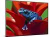 Blue Poison Dart Frog, Surinam-Adam Jones-Mounted Photographic Print