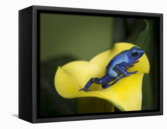 Blue poison dart frog-Maresa Pryor-Framed Stretched Canvas