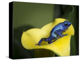 Blue poison dart frog-Maresa Pryor-Stretched Canvas
