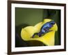 Blue poison dart frog-Maresa Pryor-Framed Photographic Print