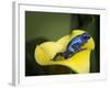 Blue poison dart frog-Maresa Pryor-Framed Photographic Print