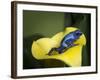 Blue poison dart frog-Maresa Pryor-Framed Photographic Print