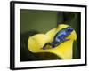 Blue poison dart frog-Maresa Pryor-Framed Photographic Print