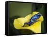 Blue poison dart frog-Maresa Pryor-Framed Stretched Canvas