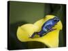 Blue poison dart frog-Maresa Pryor-Stretched Canvas