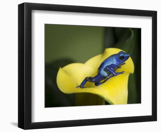 Blue poison dart frog-Maresa Pryor-Framed Photographic Print