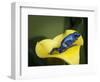 Blue poison dart frog-Maresa Pryor-Framed Photographic Print