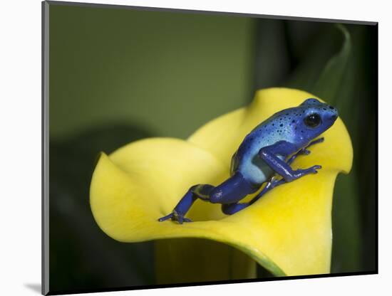 Blue poison dart frog-Maresa Pryor-Mounted Photographic Print