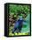 Blue Poison Frog, Native to Surinam-David Northcott-Framed Stretched Canvas