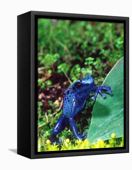 Blue Poison Frog, Native to Surinam-David Northcott-Framed Stretched Canvas