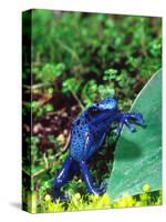 Blue Poison Frog, Native to Surinam-David Northcott-Stretched Canvas