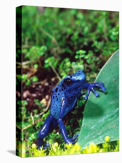 Blue Poison Frog, Native to Surinam-David Northcott-Stretched Canvas