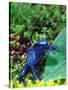 Blue Poison Frog, Native to Surinam-David Northcott-Stretched Canvas