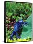 Blue Poison Frog, Native to Surinam-David Northcott-Framed Stretched Canvas