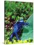 Blue Poison Frog, Native to Surinam-David Northcott-Stretched Canvas
