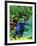 Blue Poison Frog, Native to Surinam-David Northcott-Framed Premium Photographic Print