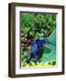 Blue Poison Frog, Native to Surinam-David Northcott-Framed Photographic Print