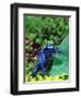 Blue Poison Frog, Native to Surinam-David Northcott-Framed Photographic Print