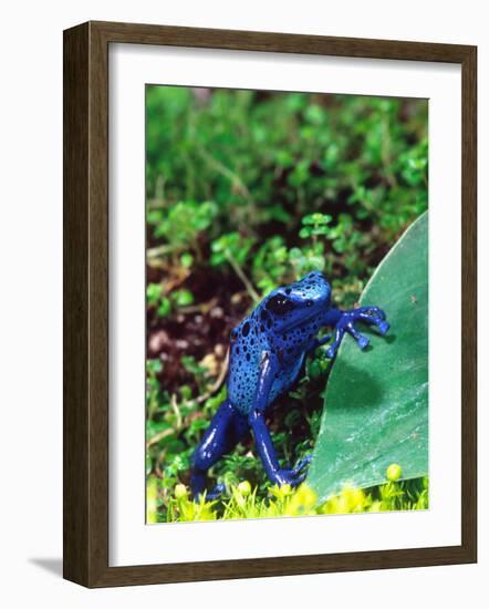 Blue Poison Frog, Native to Surinam-David Northcott-Framed Photographic Print