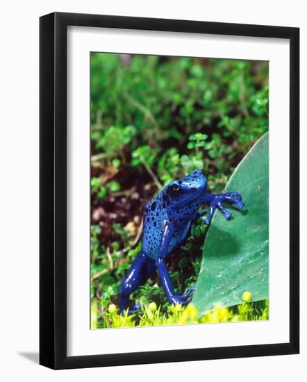 Blue Poison Frog, Native to Surinam-David Northcott-Framed Photographic Print