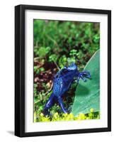 Blue Poison Frog, Native to Surinam-David Northcott-Framed Photographic Print