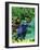 Blue Poison Frog, Native to Surinam-David Northcott-Framed Photographic Print