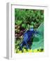 Blue Poison Frog, Native to Surinam-David Northcott-Framed Photographic Print