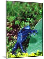 Blue Poison Frog, Native to Surinam-David Northcott-Mounted Photographic Print